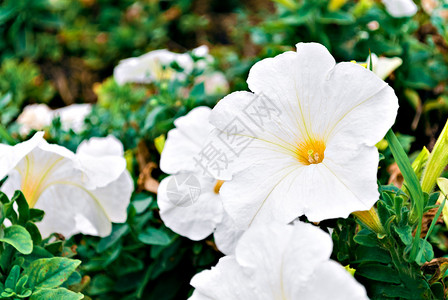 白色喇叭花的特写开花的朵图片