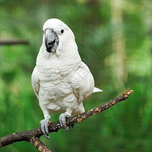 美丽的白色美冠鹦鹉鸟图片