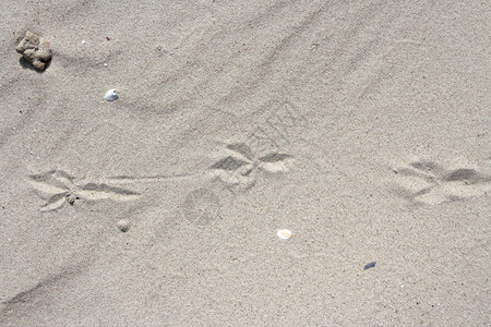 干海沙上的鸟迹图片