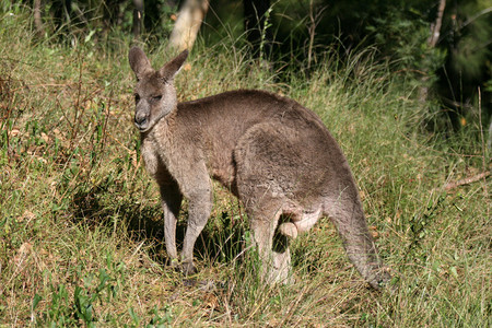 澳大利亚灰袋鼠图片