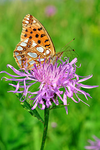 坐在花朵旁的蝴蝶Fabriciana图片