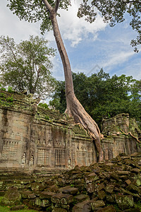 TaProhm寺庙柬埔寨SiemRe图片