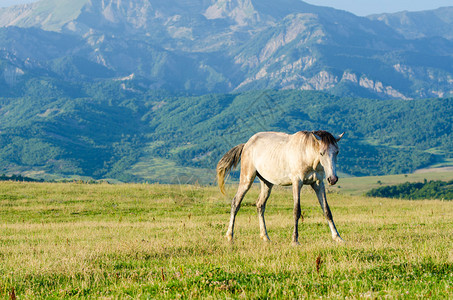 孤独的马在草地上图片