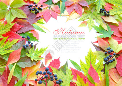 美丽的秋叶边框用样本文字背景图片