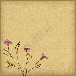 旧古董复古纸背景上的紫色花图片