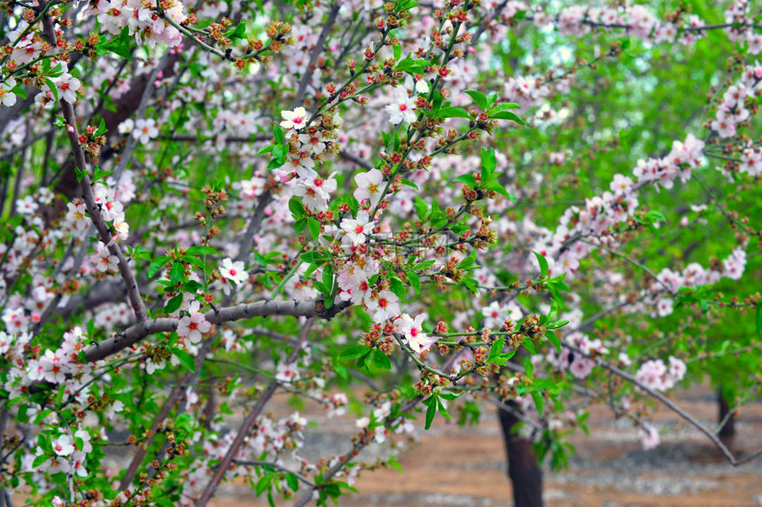 杏仁树在春天开花图片