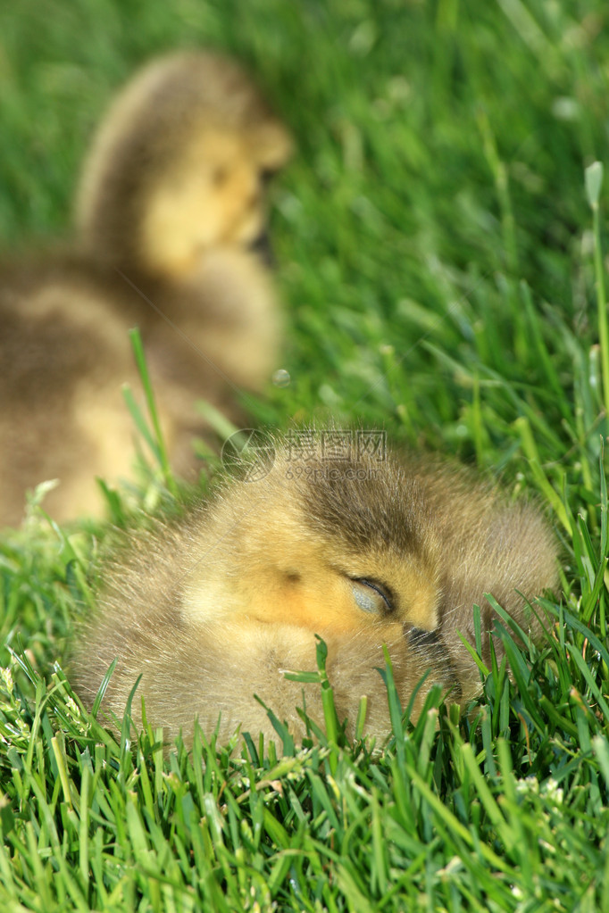 Duckling加拿大不列颠哥伦比亚温哥图片