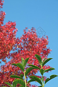 树篱绿叶的树枝和背景中的背景图片