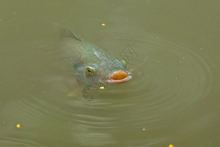 鱼在湖中游泳越南S图片