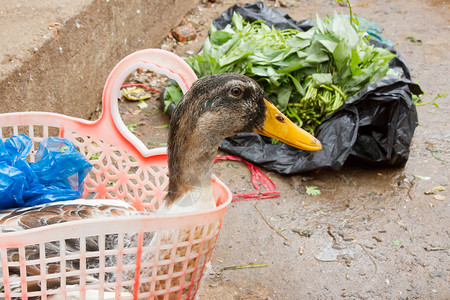 购买鸭子供越南市场消费图片