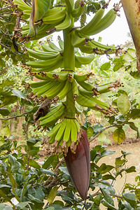 香蕉树一串香蕉越南图片