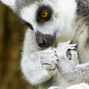 环尾狐猴Lemurcatta在杜丘动图片