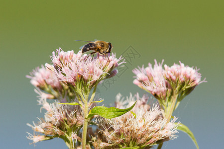 单蜜蜂孤立在粉红花图片