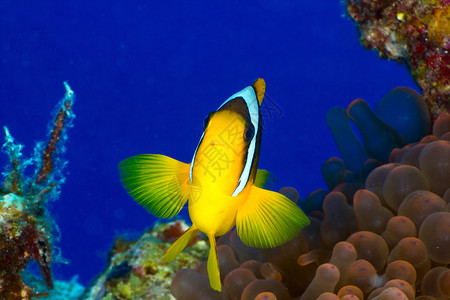 埃及红海的两带Anemone鱼Amphiprionbici背景图片