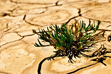 干燥沙漠地面的绿色植物图片