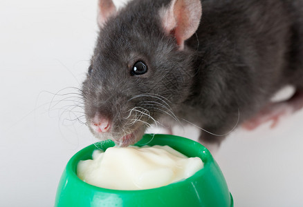 黑老鼠从碗里吃酸奶图片