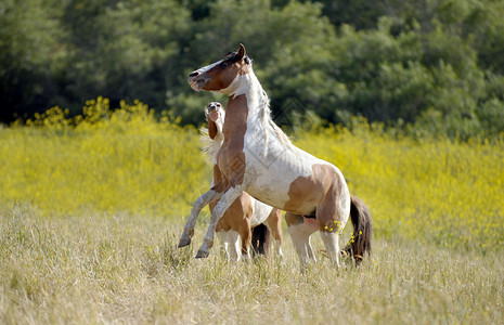 两匹马在田野里玩耍和跳跃图片