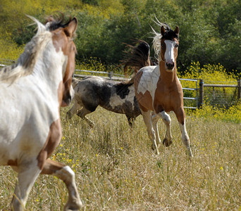几匹马在加州洛姆波克的图片