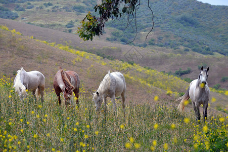 加利福尼亚隆波克回归自由野马保护区的牧场上的几匹野马图片