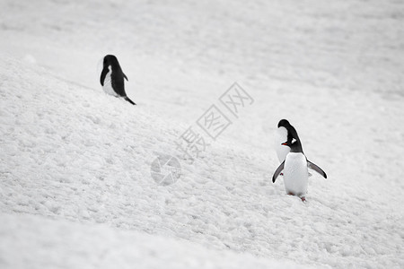 在雪中的企鹅图片