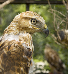 猎物中的青鸟金鹰阿奎拉克图片