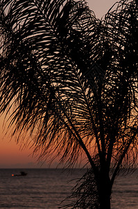 海边夕阳下的棕榈树背景是一艘船图片