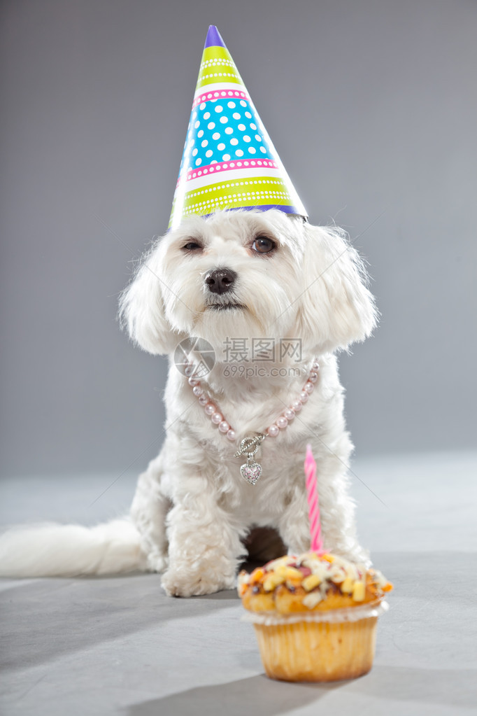 带蛋糕和帽子的有趣的麦迪逊寿犬演播室拍图片