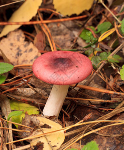 可食用的蘑菇在森林里美味图片