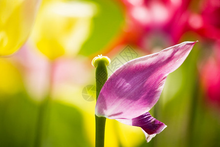 美丽的郁金香花图片