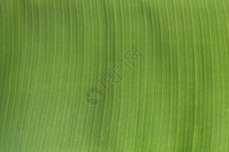 绿色芭蕉叶背景图片