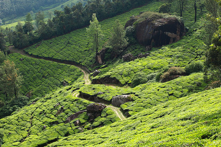 绿色茶叶种植园景观印度喀拉邦图片