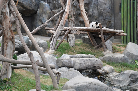 巨熊猫图片