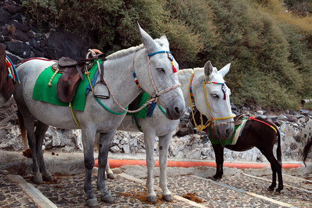 圣托里尼岛上的旅游驴图片