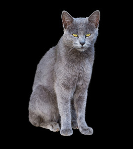 Chartreux猫前方的视图在图片