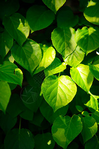 绿叶树叶背景图片
