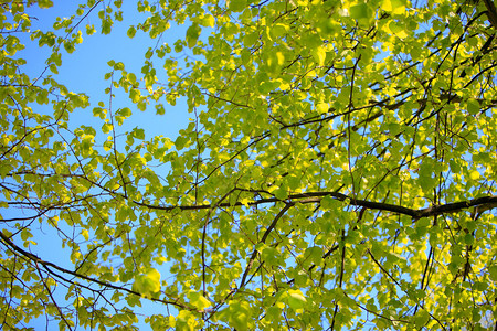 蓝天下的树叶树叶背景图片