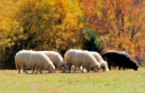 秋季田野上的羊群图片