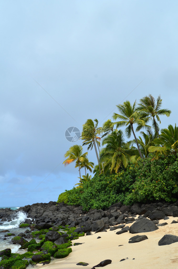 海浪冲击夏威夷的热带野生海滩图片