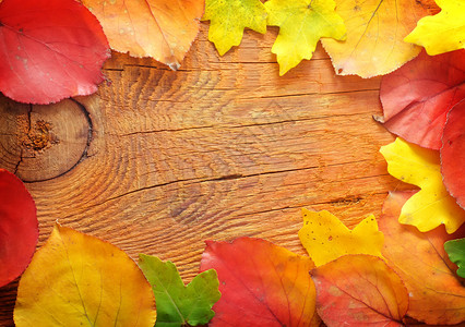 木头上的叶子图片