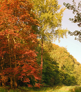 有一棵树橙色秋天叶子的森林图片