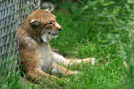 Lynx加拿大不列颠哥伦比亚图片