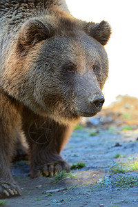 棕熊在自然栖息地图片