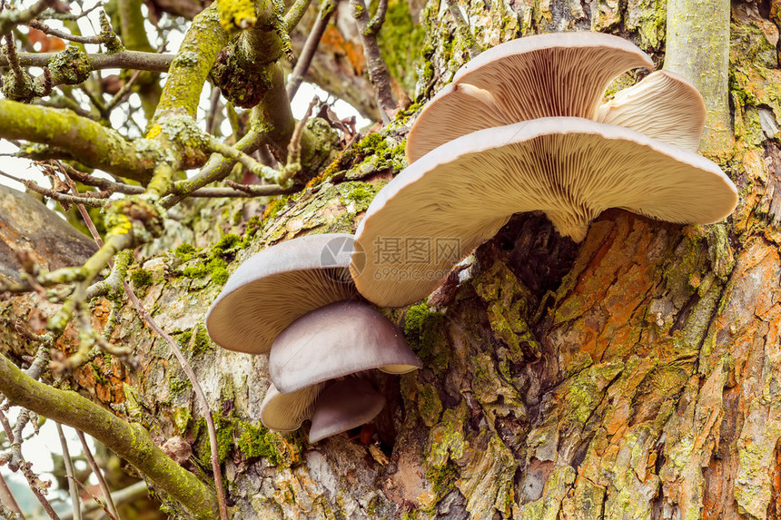 在阿甘创立的树上的秋天蘑菇图片