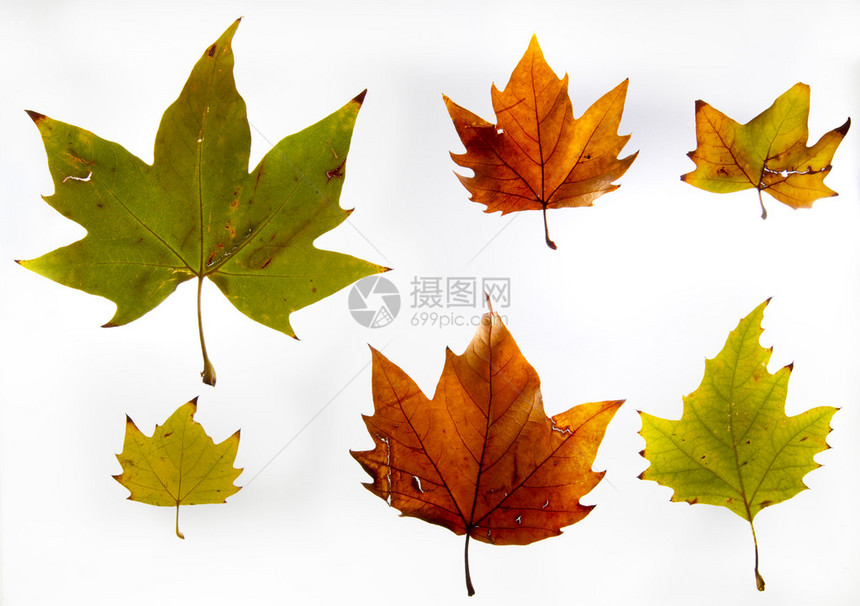 白色背景下秋天树木的干叶图片