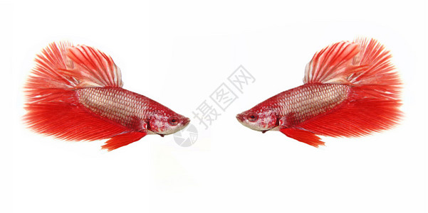 白色背景上的两条红色斗鱼图片