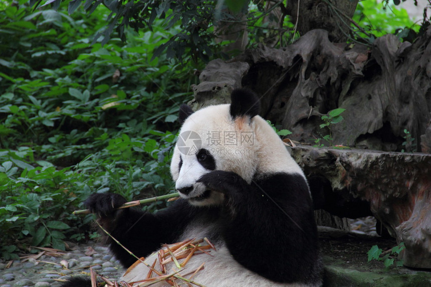 大型熊猫Ailuropodamelanoleuca是一个乱七图片