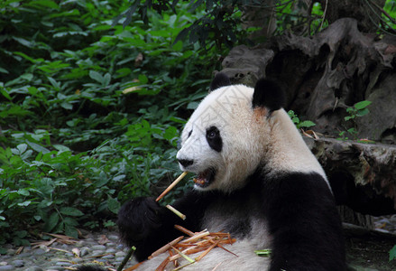 巨人熊猫Ailuropodamelanoleuca图片