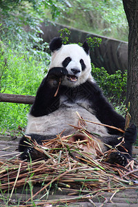 大熊猫Ailuropodamelanoleu图片
