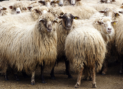 畜牧农场羊群背景图片