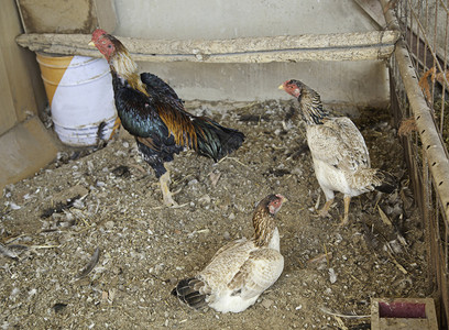 母鸡和公鸡家畜笼中鸟图片